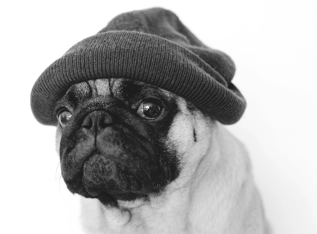 Pug